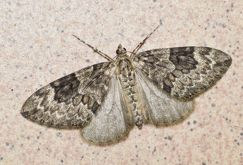 Geometridae: forse Thera britannica? S